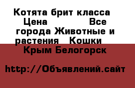 Котята брит класса › Цена ­ 20 000 - Все города Животные и растения » Кошки   . Крым,Белогорск